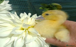 Ducks poultry for sale: Muscovy ducklings Pure  - Image 2