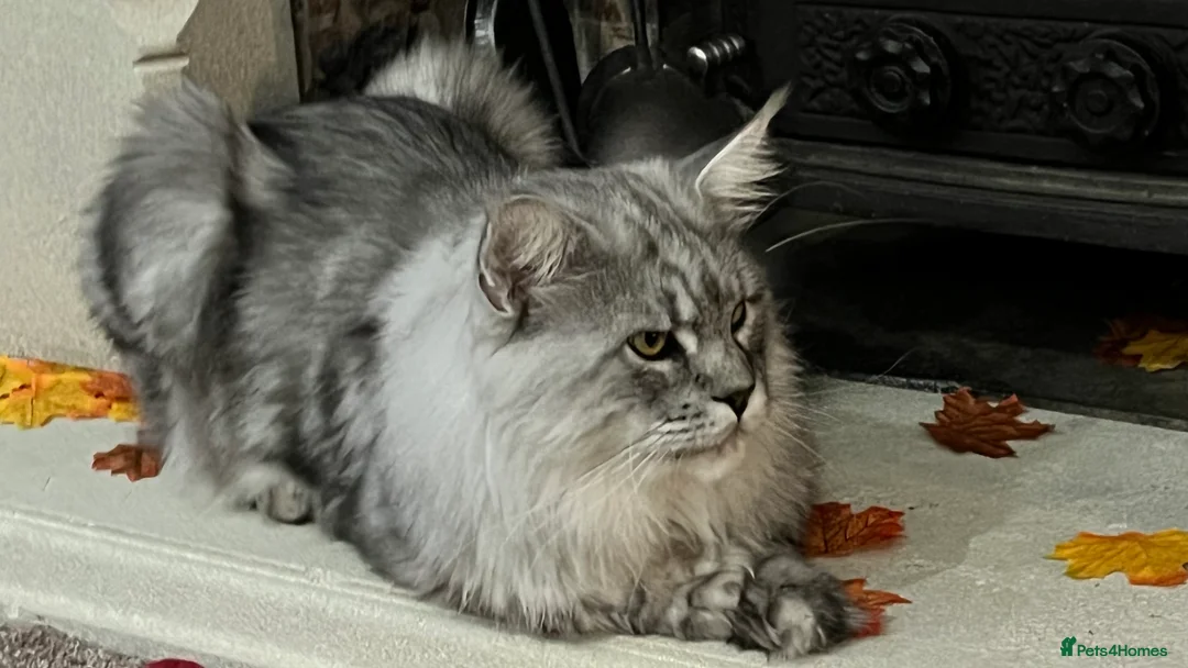 Maine Coon cats for stud: TICA champion and ICWW Maine Coon stud available  in Brighouse - Advert 21