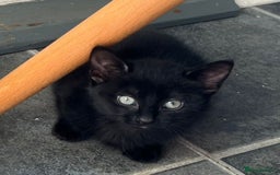 British Longhair cats for sale: Mixed breed kittens long hair Ready now! in Sevenoaks - Image 9