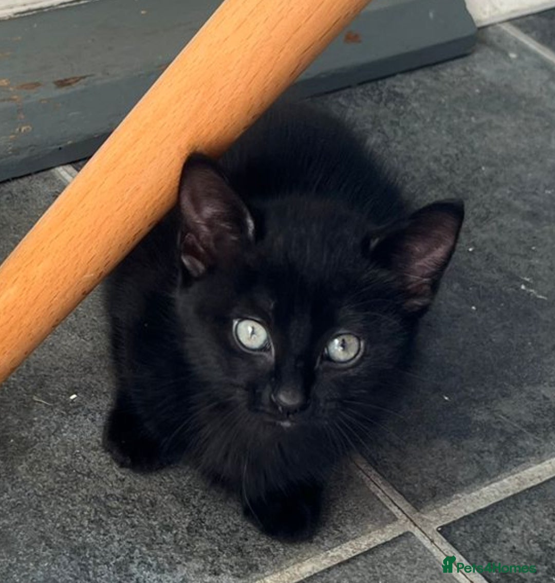 British Longhair cats for sale: Mixed breed kittens long hair Ready now! in Sevenoaks - Image 9