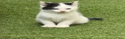 Domestic Shorthair cats for sale: Kittens x5 in Goole - Advert 9