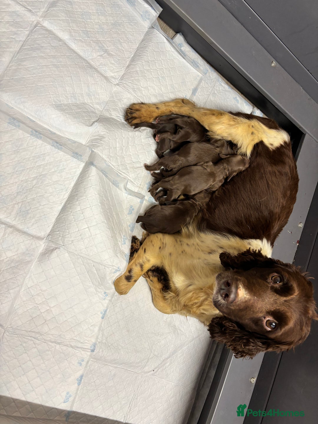Sprocker dogs for sale: Sprocker spaniel Puppies  - Advert 1