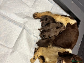 Sprocker dogs Sprocker spaniel Puppies - Advert 3