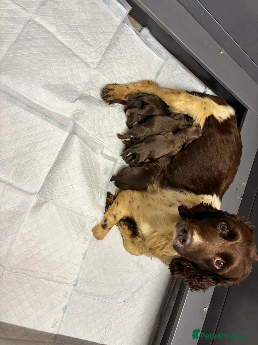 Sprocker dogs for sale: Sprocker Bitch puppy ready to go  - Advert 3