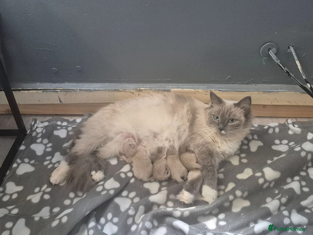 Mixed Breed cats for sale: Beautifull Kittens for sale  in Manchester - Advert 1