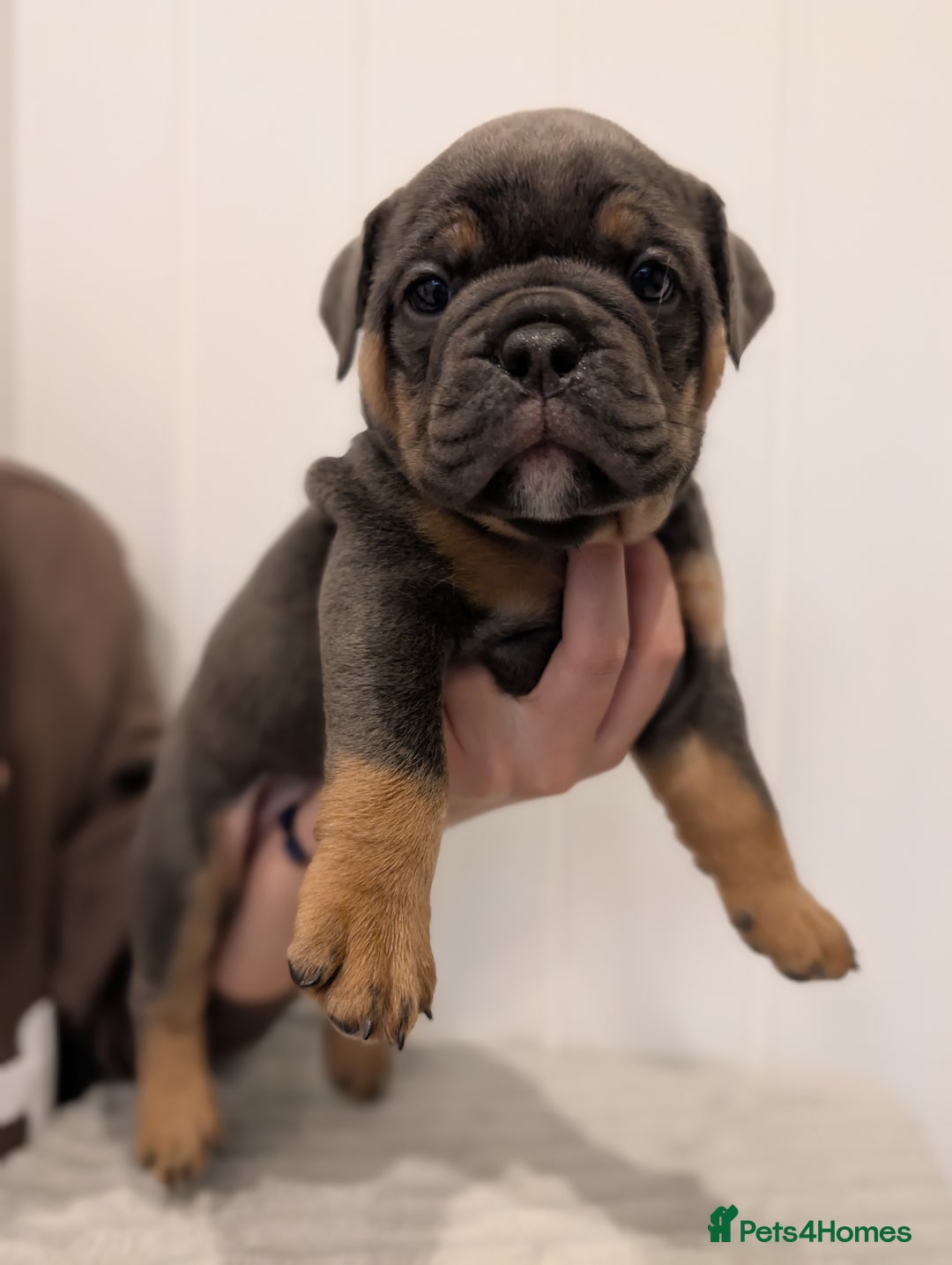 Old Tyme Bulldog dogs for sale: Kyro & Lyla Litter Old Tyme Old English Bullgdog - Image 2