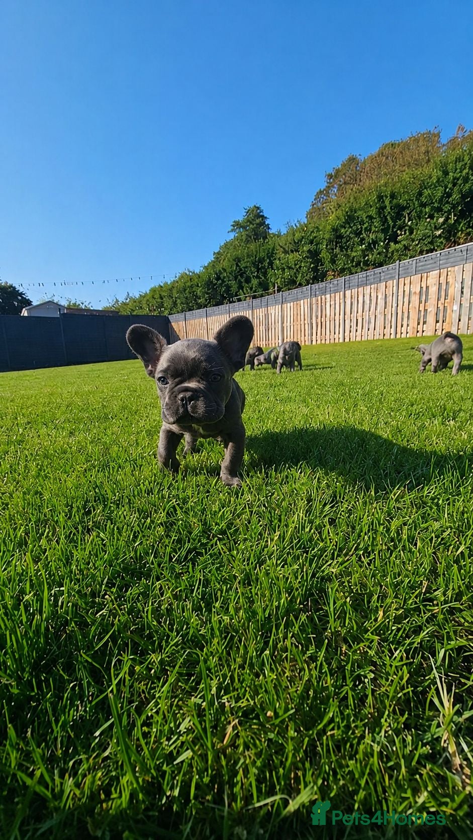 French Bulldog dogs READY THIS WEEK! KC French Bulldog Puppies - Advert 1