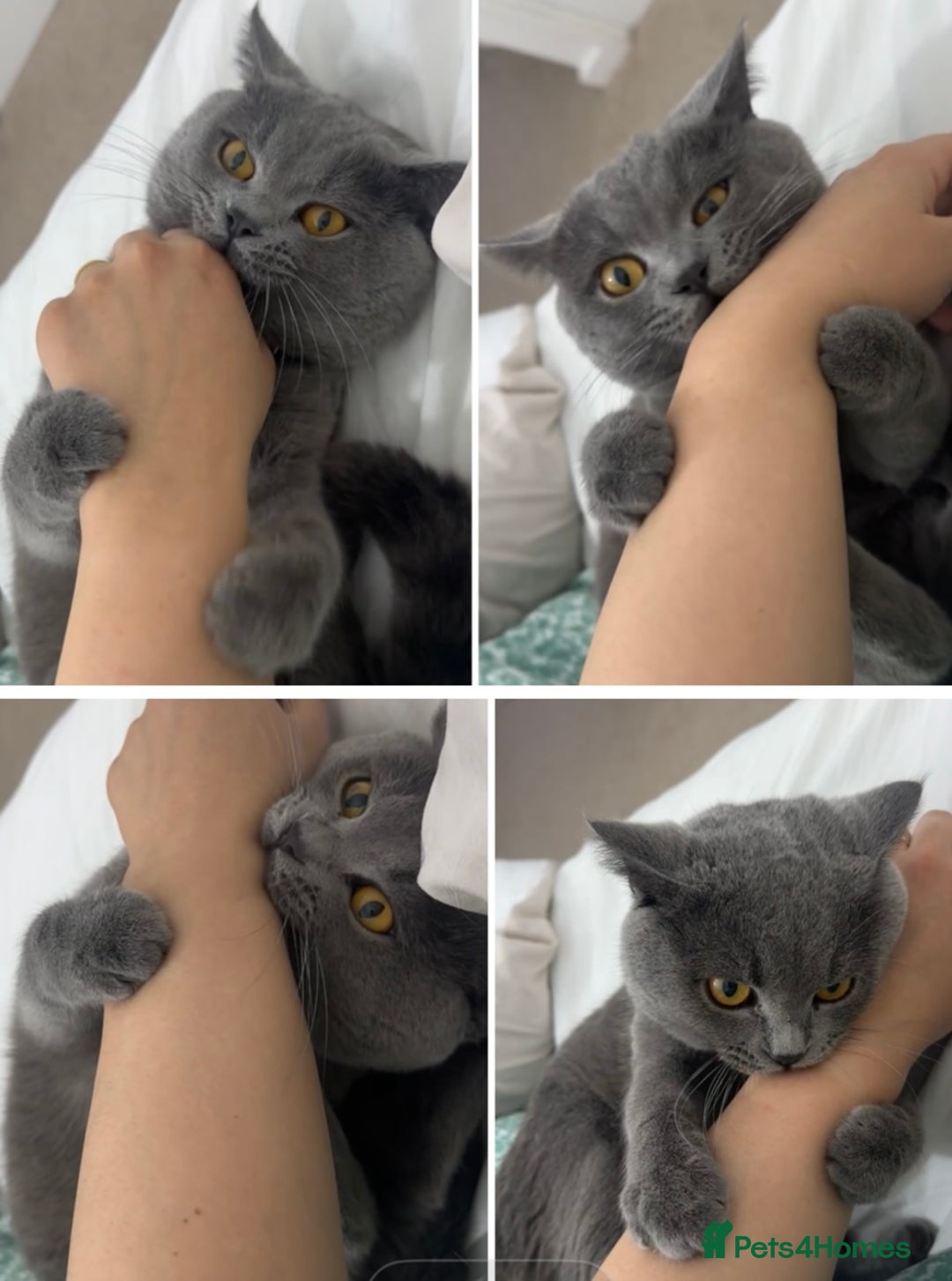 British Shorthair cats for sale: British short hair  - Image 14