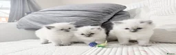 Ragdoll cats for sale: Blue Point Ragdoll Kittens for sale - Advert 26