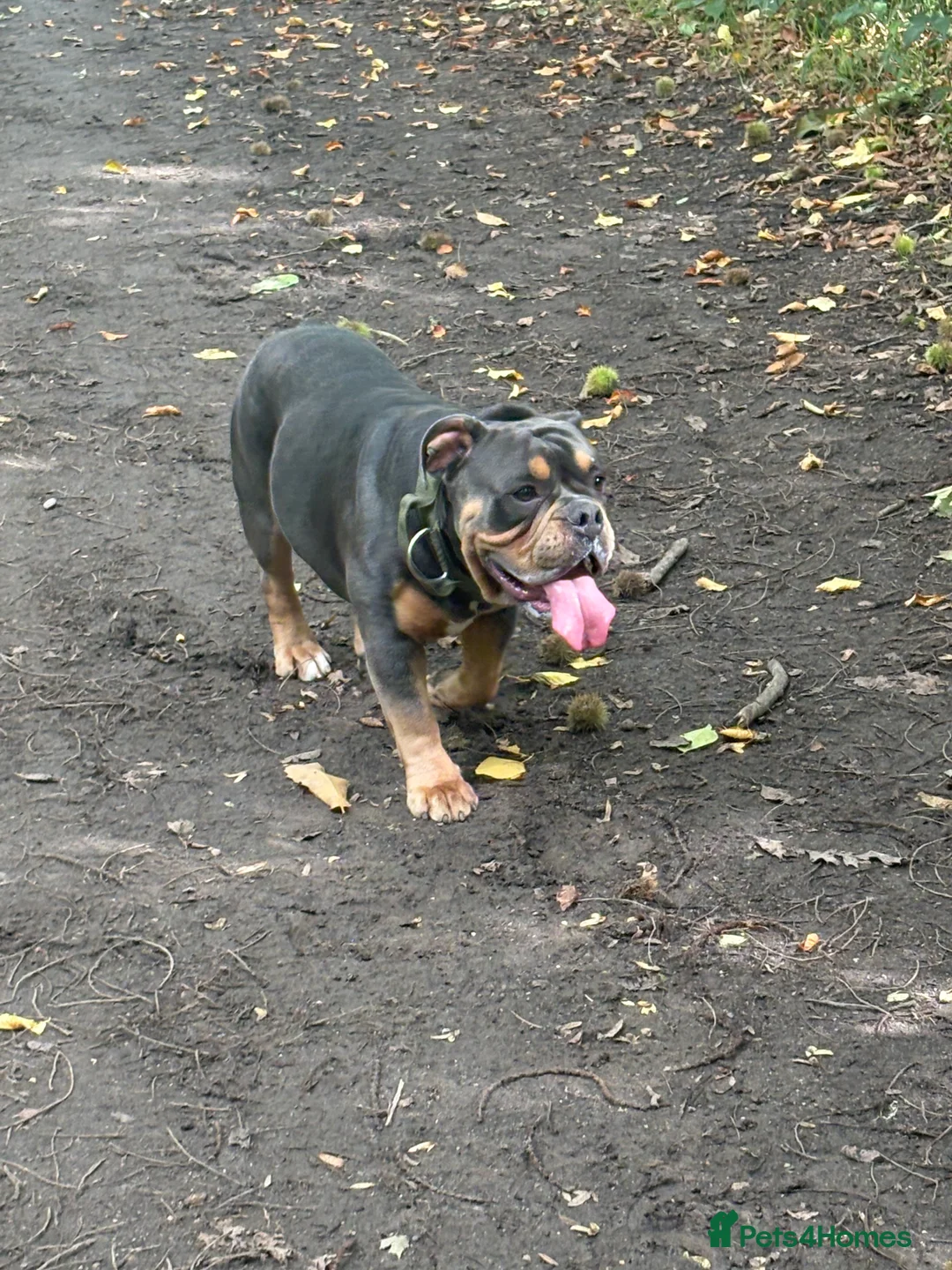 Olde English Bulldogge dogs for stud: Olde English bulldog for studding  - Advert 4