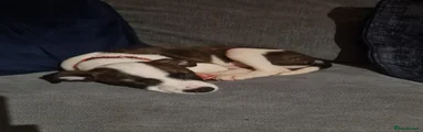 Pongo