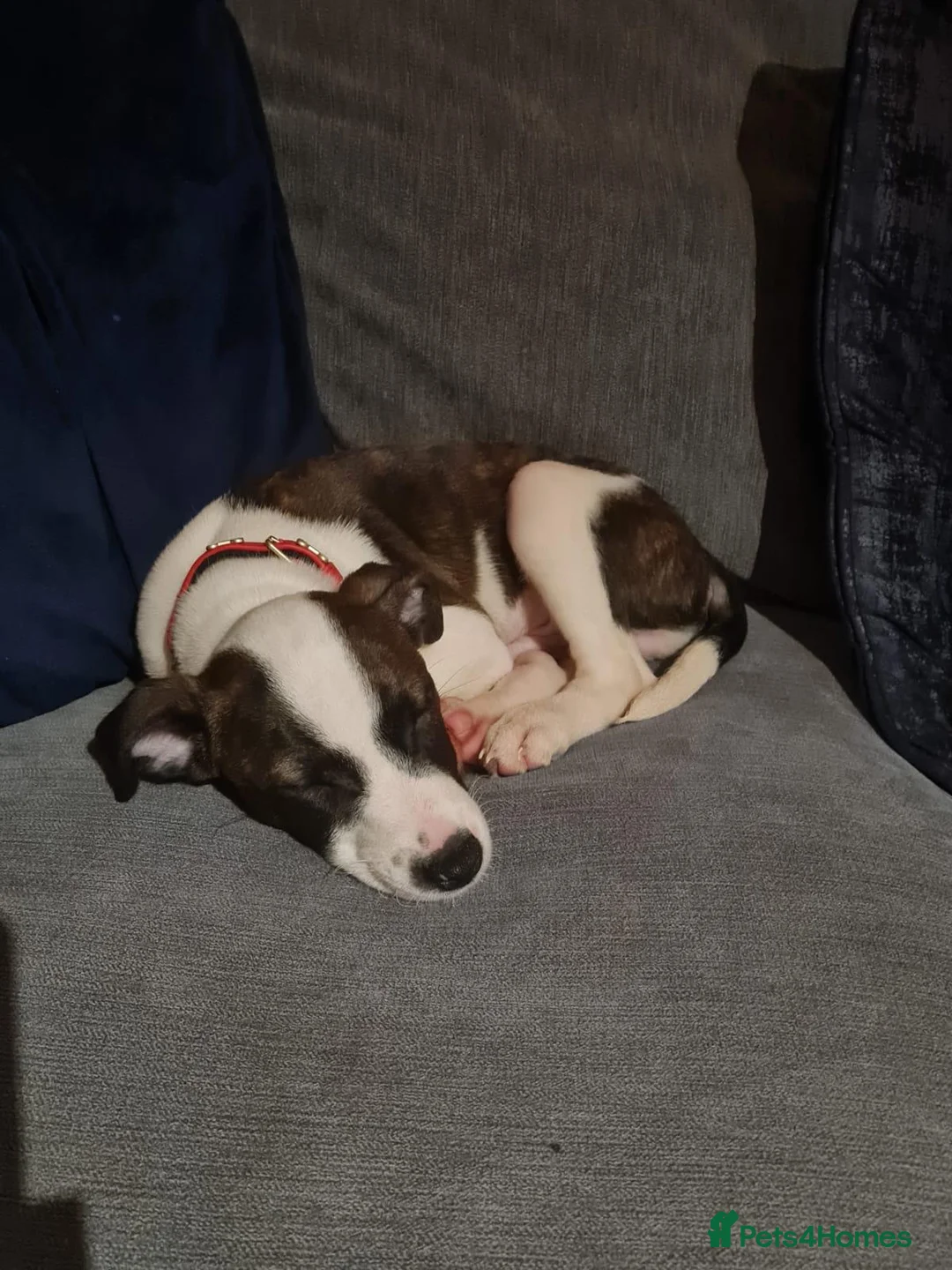 Mixed Breed dogs for sale: Jack Russel cross puppy (read description please) - Advert 2