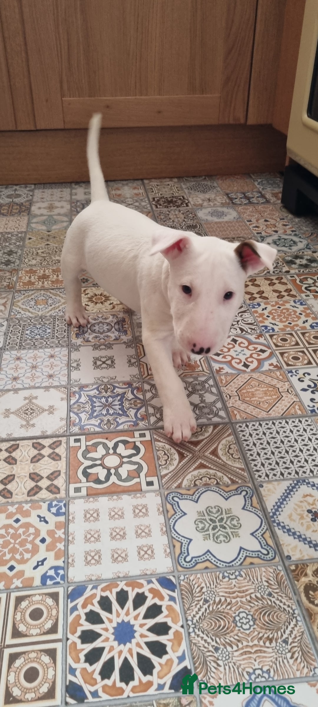 English Bull Terrier dogs for sale: Beautiful k.c reg bully pups  ready to go - Advert 18