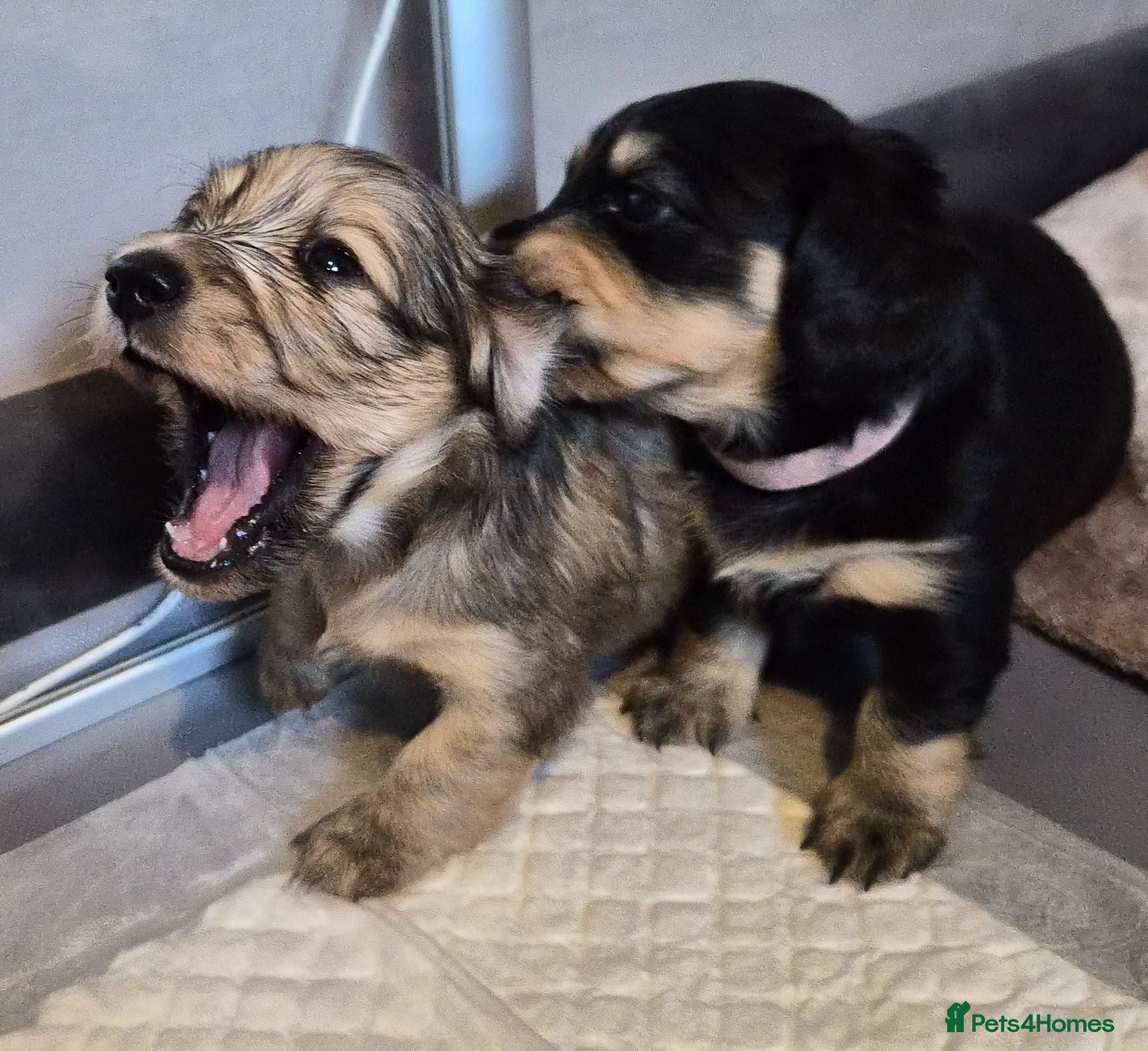 Miniature Dachshund dogs Kc reg miniature daschund puppies  - Advert 12