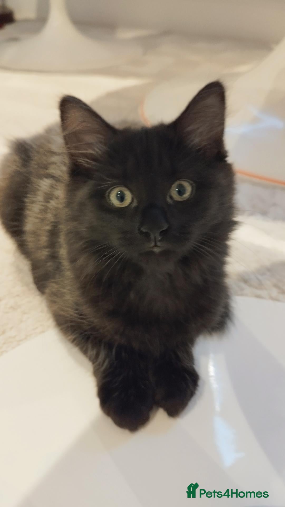 Mixed Breed cats for sale: Free, black and silver kitten - Advert 4