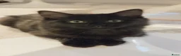 Mixed Breed cats for sale: Free, black and silver kitten in Iver - Advert 1