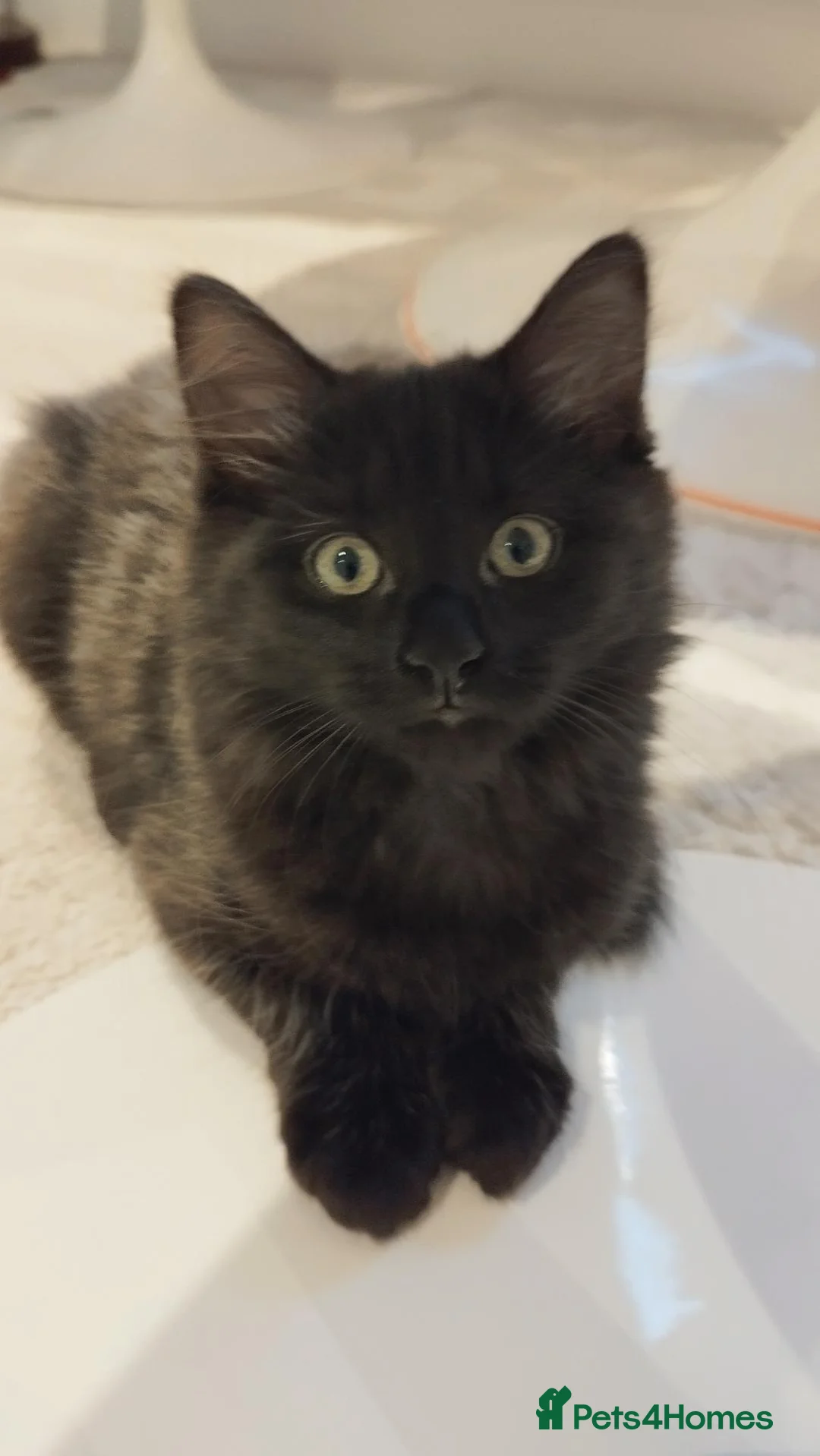 Mixed Breed cats for sale: Free, black and silver kitten in Iver - Advert 1