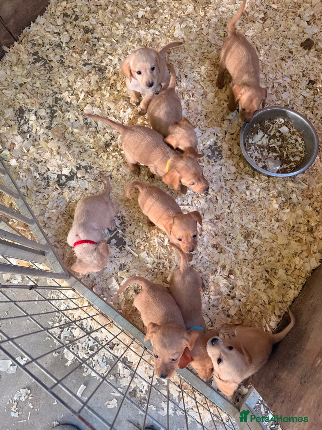 Cockerdor dogs for sale: Working Cockerdor Puppies  - Advert 2