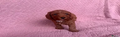 Cavapoo 3