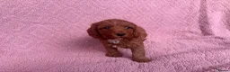 Cavapoo dogs for sale: Our delightful Cavapoo puppies  - Advert 10
