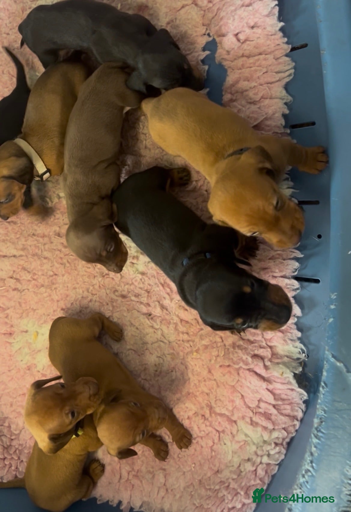 Dachshund dogs QUALITY KC STANDARD SMOOTH DAHSHUNDS  - Advert 2