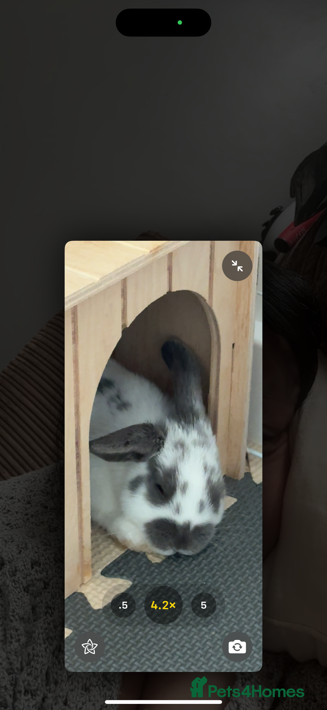 English Spot rabbits for sale: 7 week English Spot / with Dutch in her aswell . - Image 5