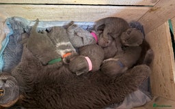 British Shorthair cats for sale: Pure British Shorthair Champion line 🥇🏆😻  - Image 2