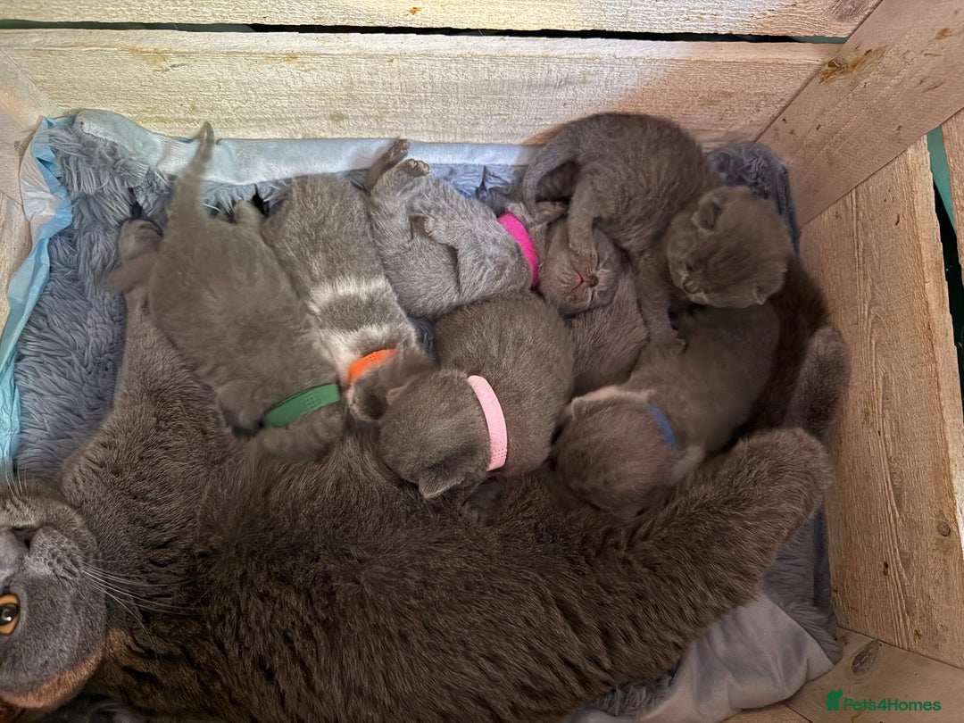 British Shorthair cats for sale: Pure British Shorthair Champion line 🥇🏆😻  - Image 2