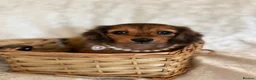 Miniature Dachshund dogs for sale: Beautiful miniature long hair dachshund  - Advert 7