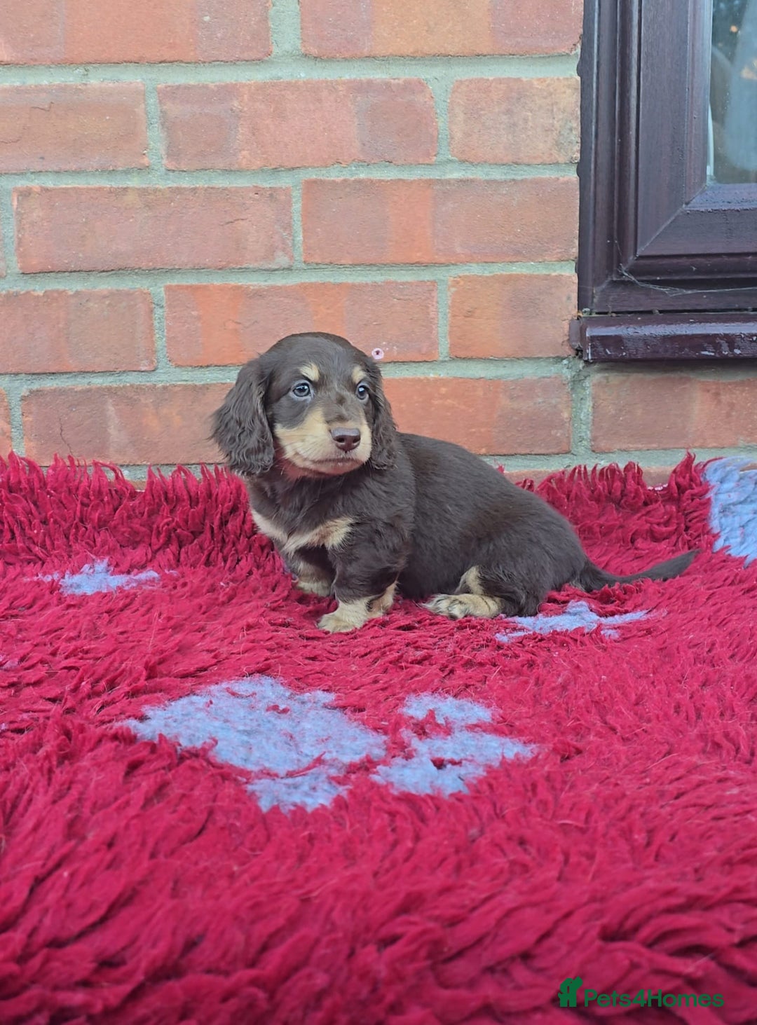 Miniature Dachshund dogs for sale: BEAUTIFUL CREAM LONG HAIR WITH ALL DNA - Advert 25