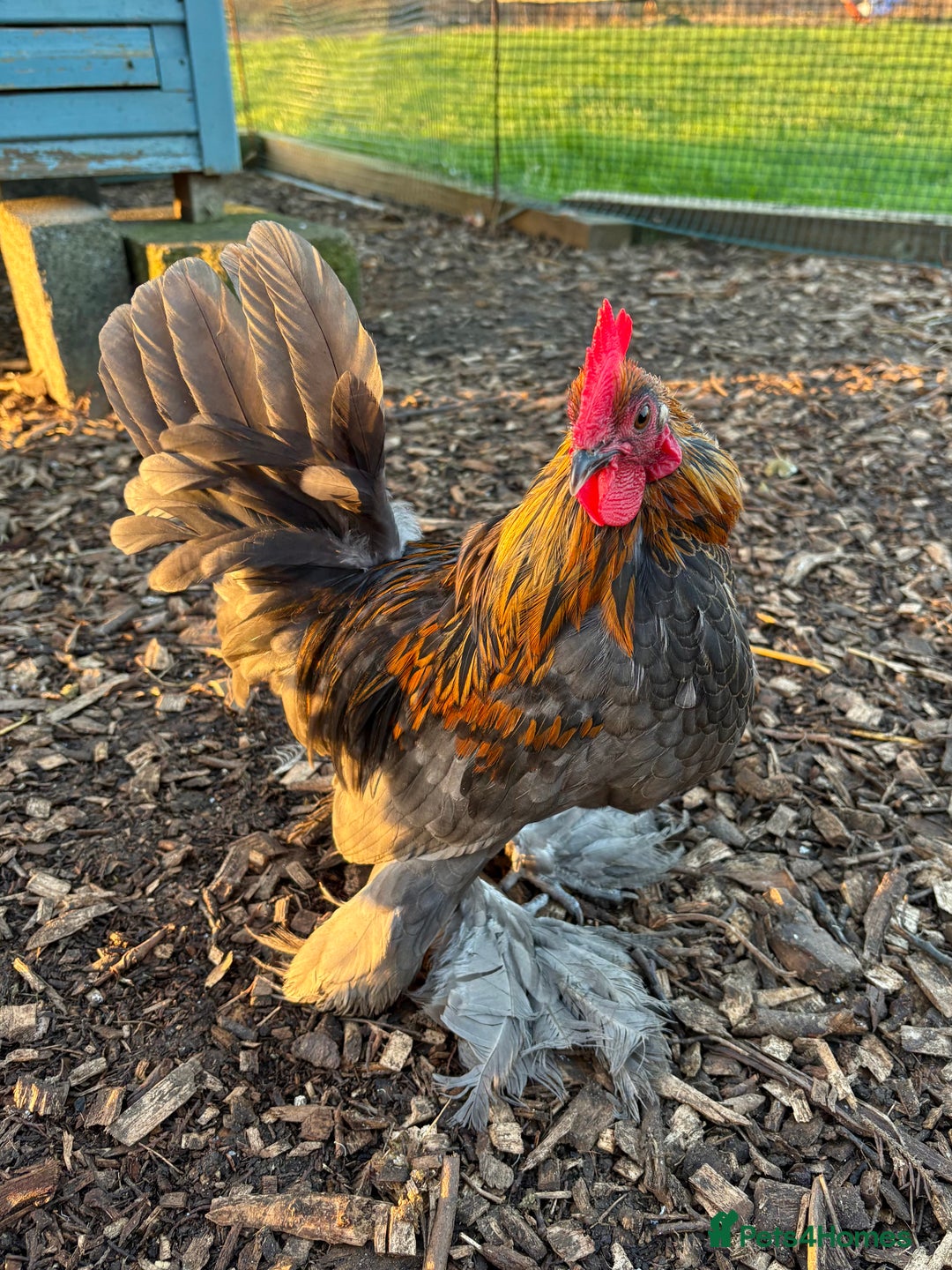 Chickens poultry for sale: Sablepoot Booted Bantam Pullets & Cockerels - Advert 4