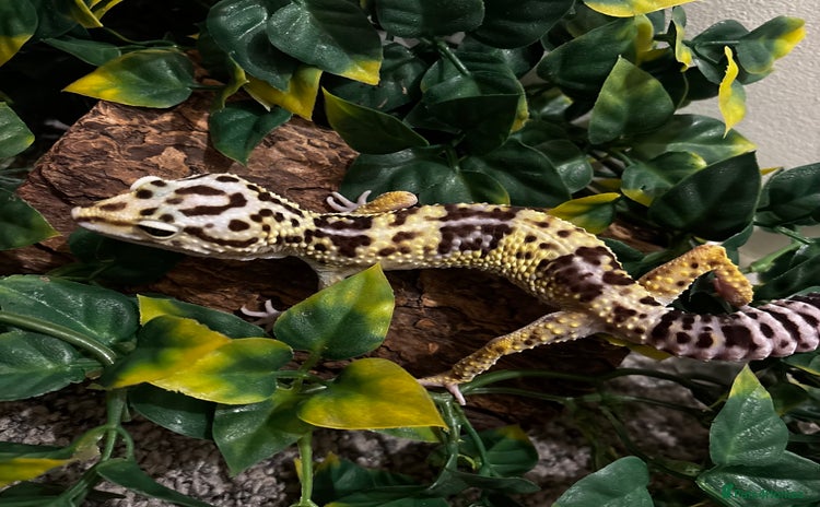 Gecko reptiles in Fleet - Advert 1
