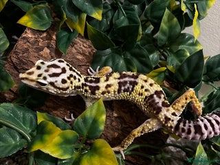 Gecko reptiles in Fleet - Advert 13