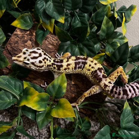 Gecko reptiles in Fleet - Advert 15