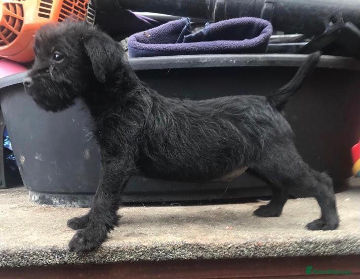 Patterdale Terrier dogs Patterdale fell  terrier puppies  - Advert 2