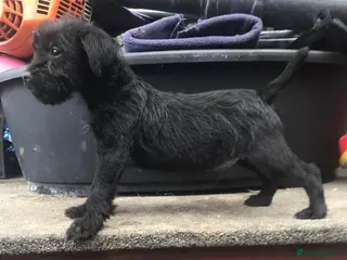 Patterdale Terrier dogs Patterdale fell terrier puppies - Advert 10