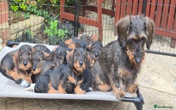 Dachshund dogs for sale: Wirehaired Dachshund puppies - Advert 1