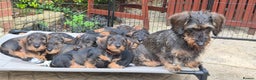 Dachshund dogs for sale: Wirehaired Dachshund puppies - Advert 1
