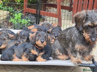 Dachshund dogs Wirehaired Dachshund puppies - Advert 2