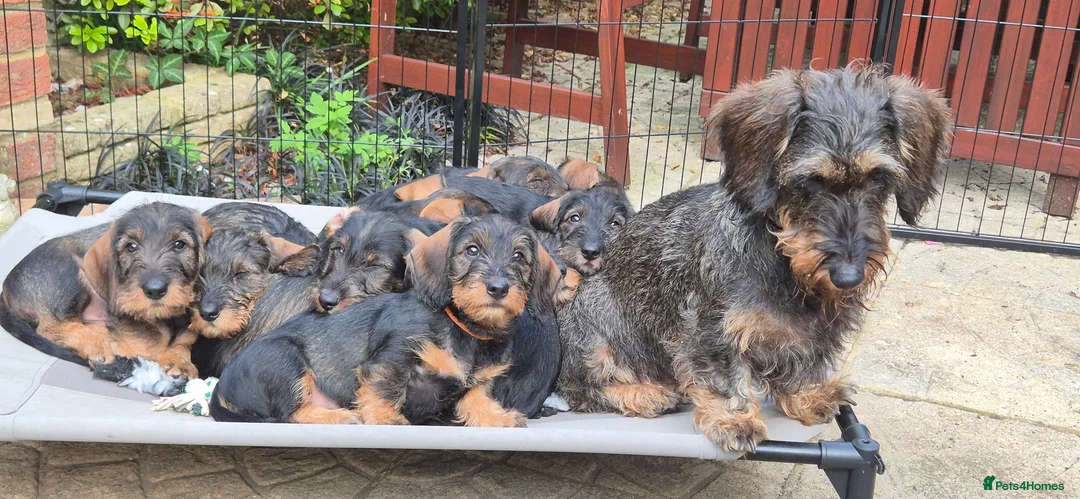 Dachshund dogs for sale: Wirehaired Dachshund puppies - Advert 1