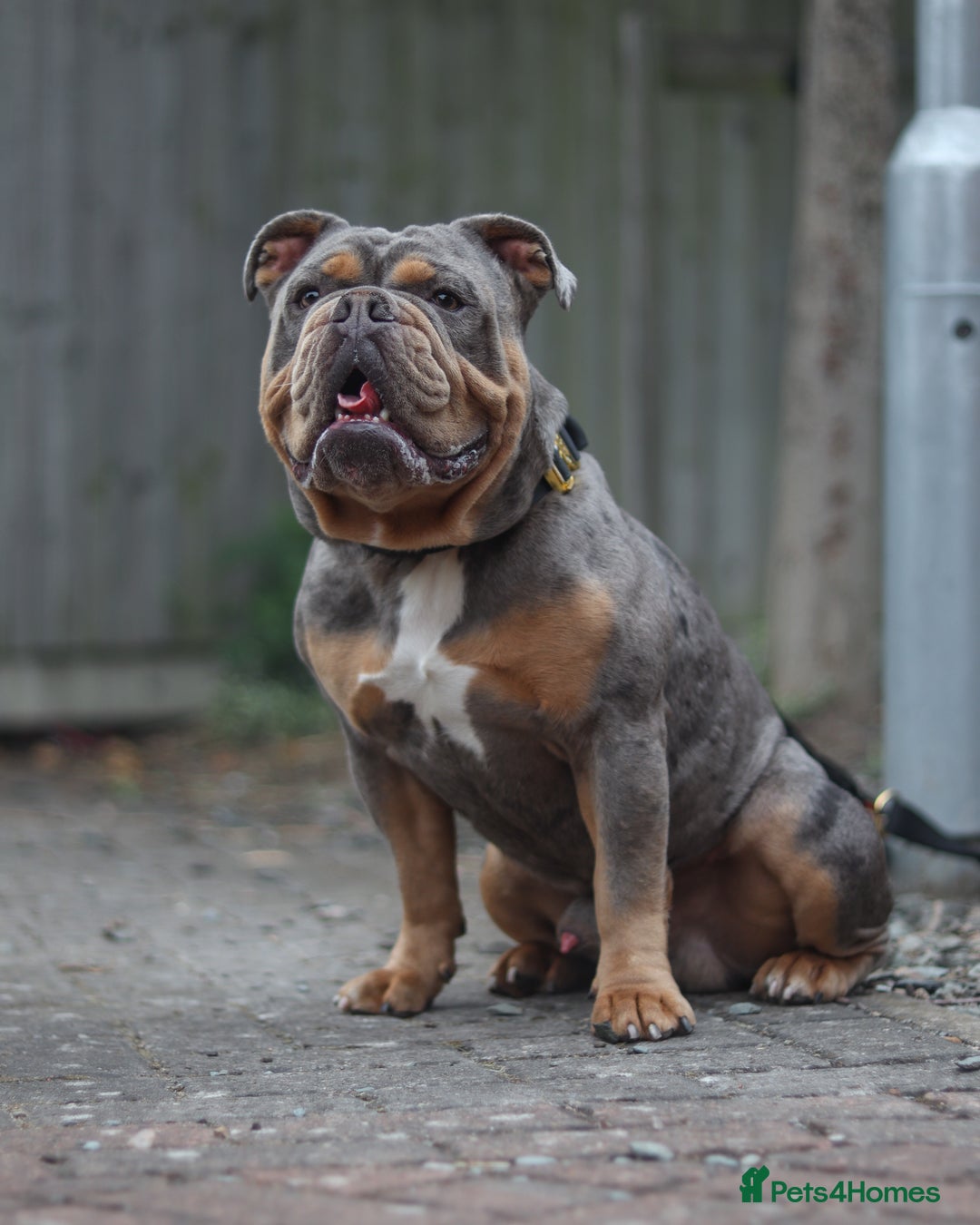 English Bulldog Tri Color Puppy Olde English Bulldog Tri Color