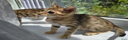 Bengal cats for sale: Ready NOW.. need go ASAP - Advert 28