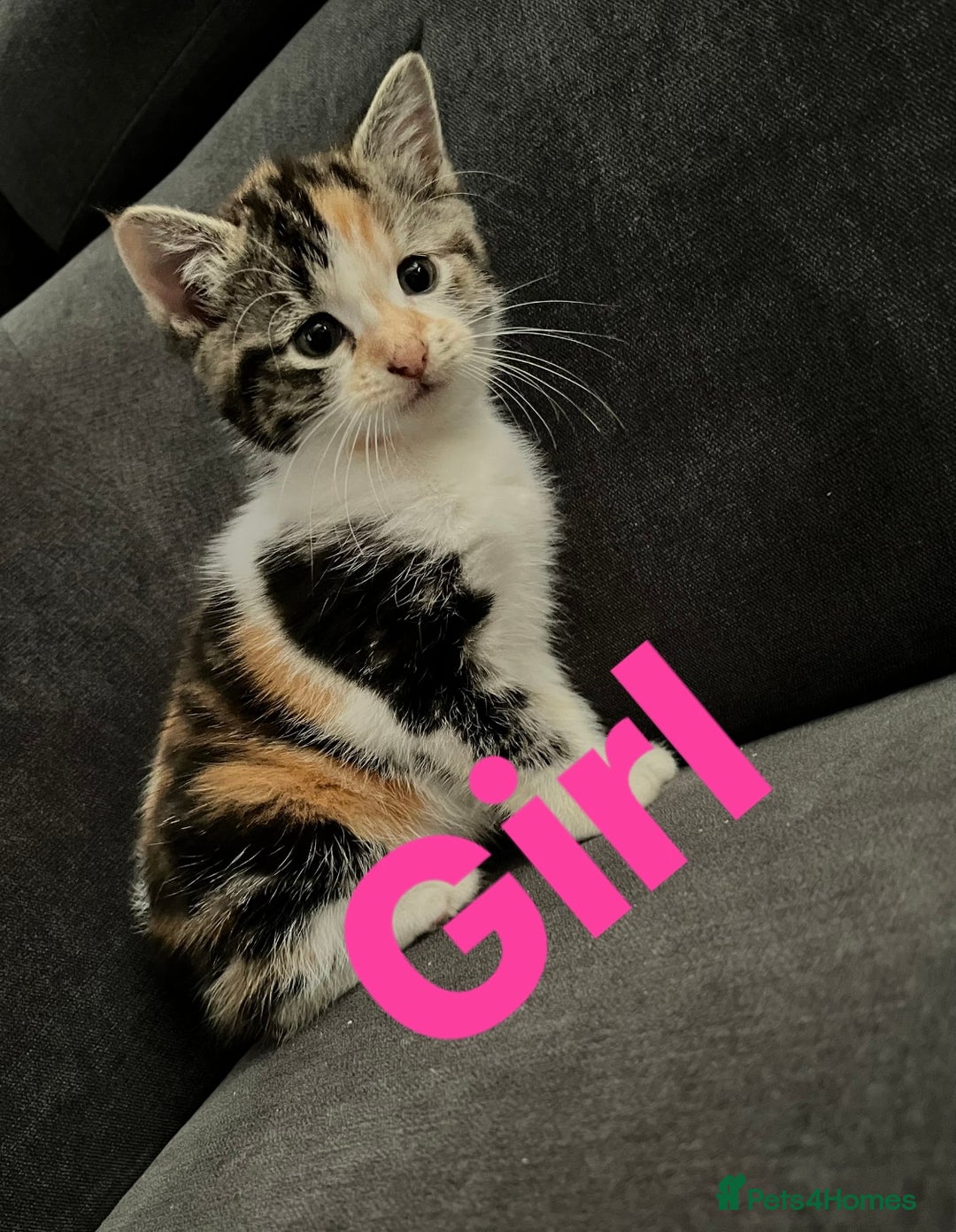 Mixed Breed cats for sale: 4 Beautiful Kittens 🐾 ❤️  - Image 11