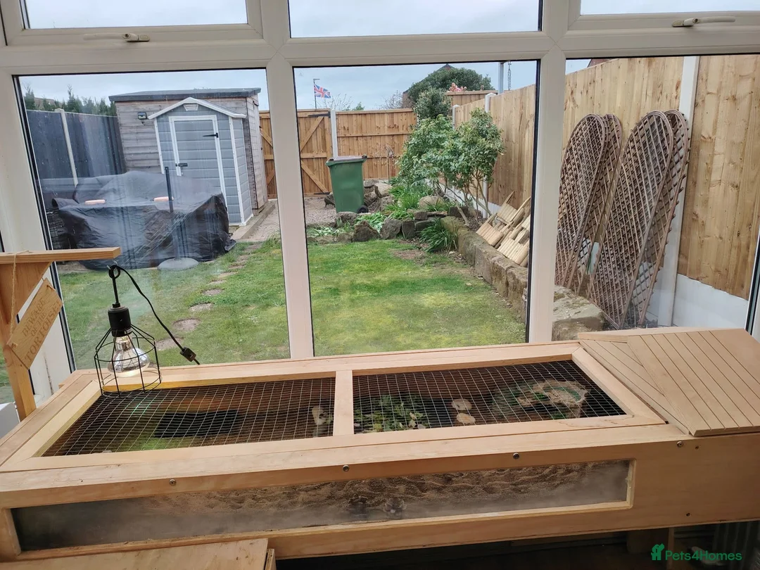 Tortoise reptiles for sale: Horsefield tortoise for sale with enclosure  in Belper - Advert 2