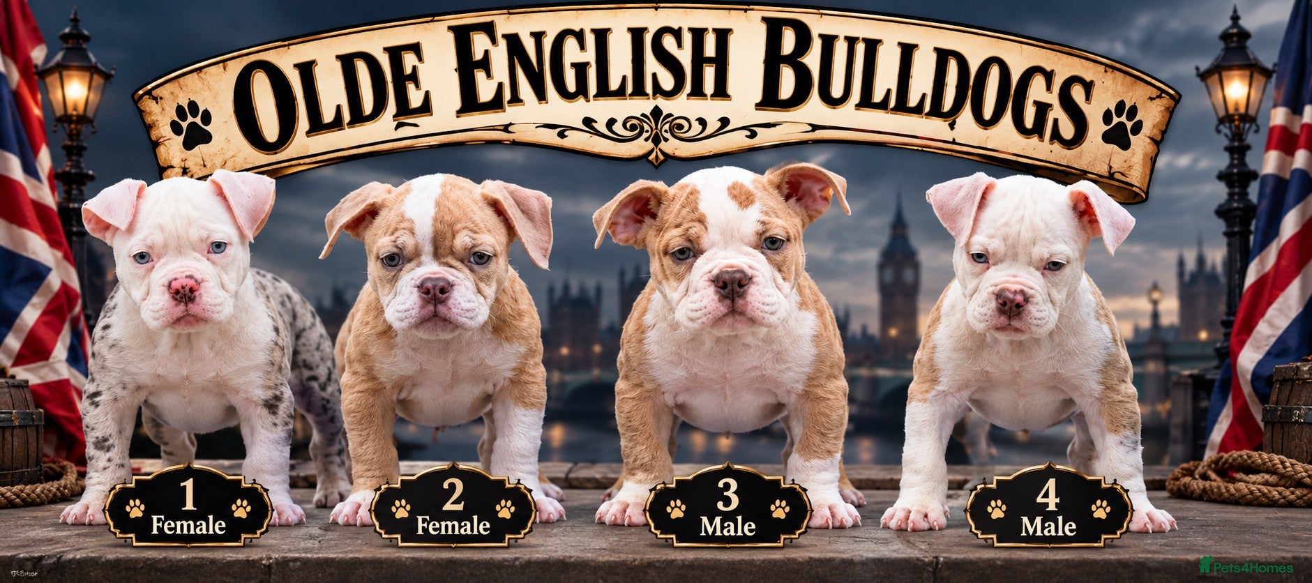 Olde English Bulldogge dogs for sale: DONT LET YOUR DREAMS JUST BE DREAMS  - Advert 7