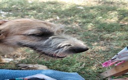 Mixed Breed dogs for adoption: TINA, a Lovely Puppy Girl - for a Loving Home - Image 2