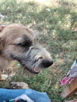 Mixed Breed dogs TINA, a Lovely Puppy Girl - for a Loving Home - Advert 8