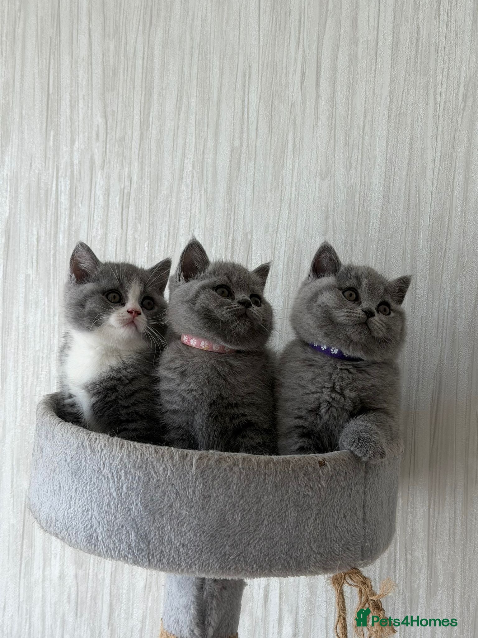 British Shorthair cats Stunning Blue British Shorthair Kittens  - Advert 1
