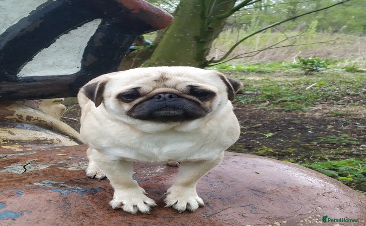 Pug dogs - Advert 1