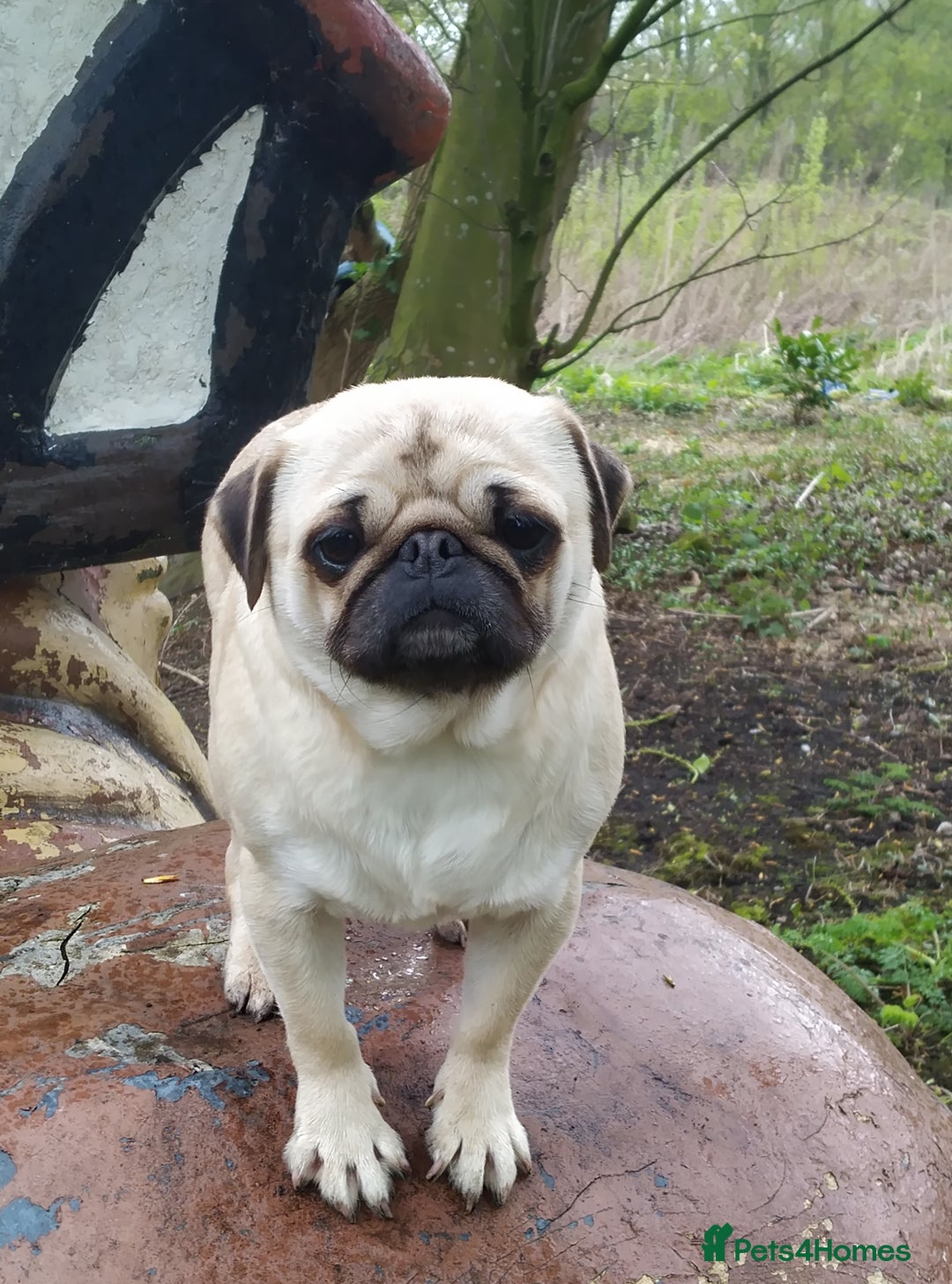 Pug dogs for sale: Pugs for adoption  - Image 1